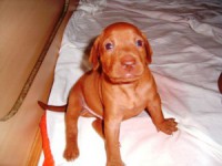 /album/fenykepgaleria/vizsla-jpg/