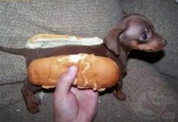 /album/www-termeszetimadok-hu/napi-cuki-kersz-egy-hotdogot-jpg/